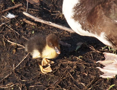 [A close view of a duckling standing beside its mother. The duckling has brown legs with bright yellow feet. Its body is yellow and brown. It's head is completely brown. The long claws on the mother's pink feet are prominent in the image.]